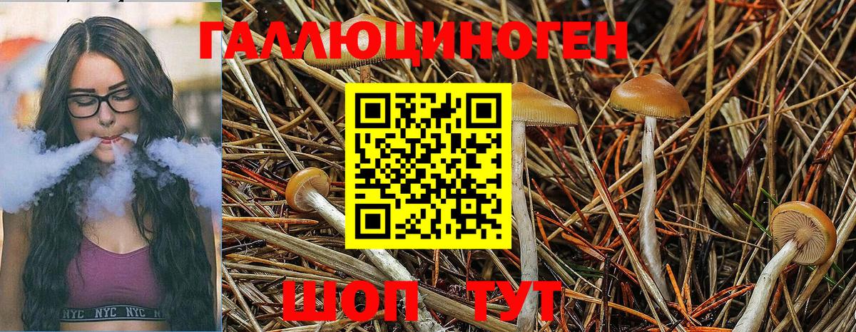 Галлюциногенные грибы GOLDEN TEACHER Тавда